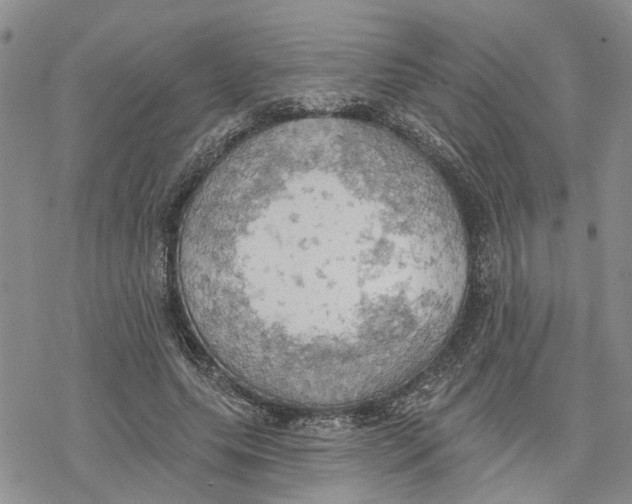 X0000078230639200611251215