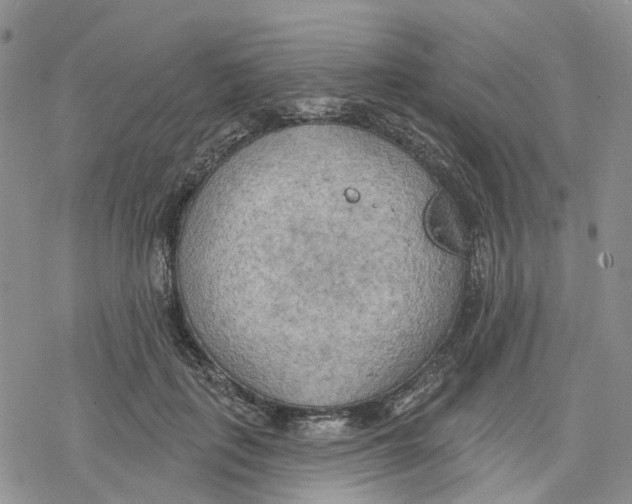 X0000078230651200611251215