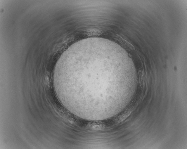 X0000078230655200611251215