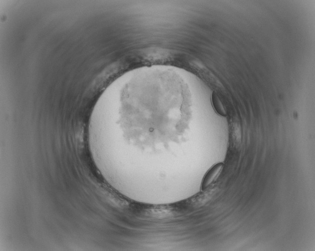 X0000078230668200611251215