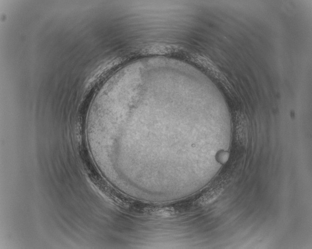 X0000078230683200611251214