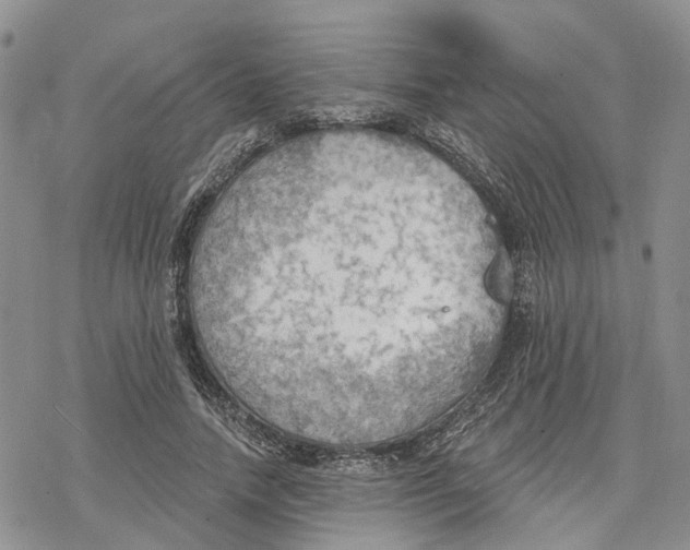 X0000078230738200611251213