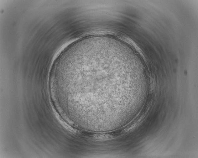 X0000078230795200611251213