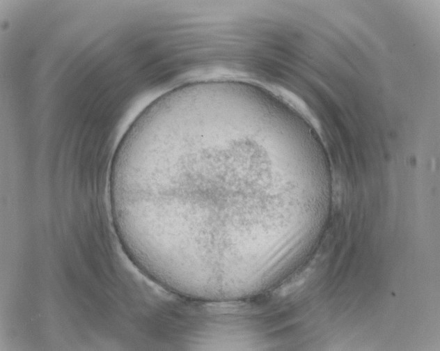 X0000078230863200611251212