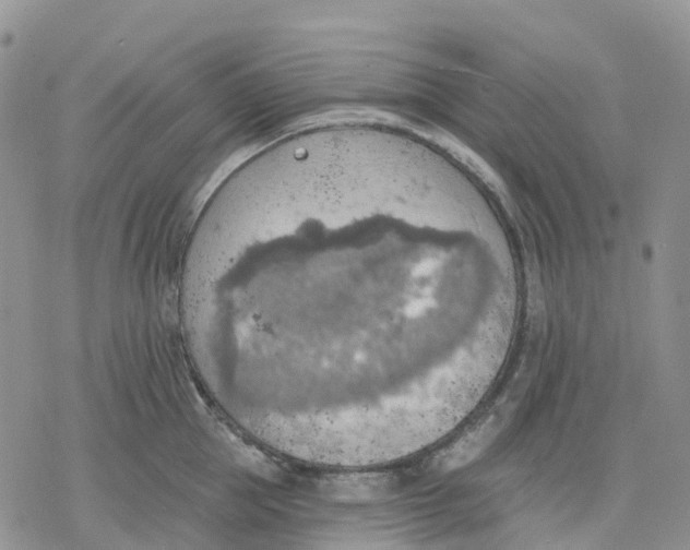 X0000078230953200611251211