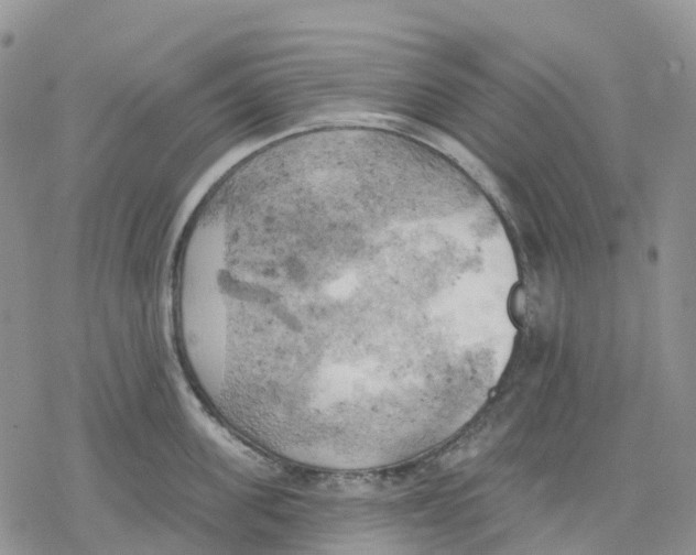 X0000078230955200611251211