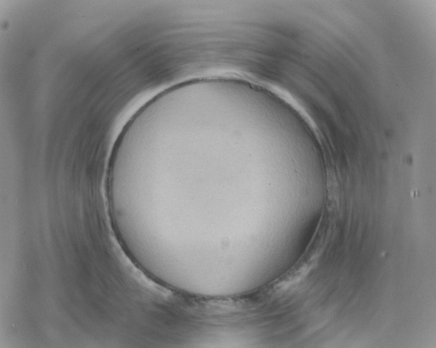 X0000078230959200611251211