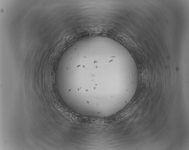 X0000078230961200611251210