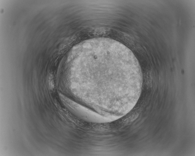 X0000078230962200611251210