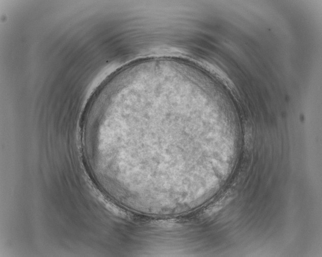 X0000078230990200611251209