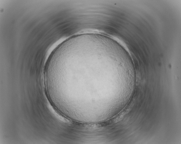 X0000078231003200611251209