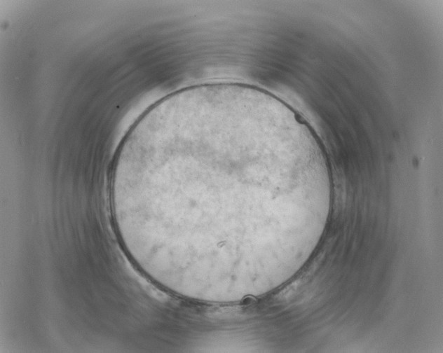 X0000078231006200611251209