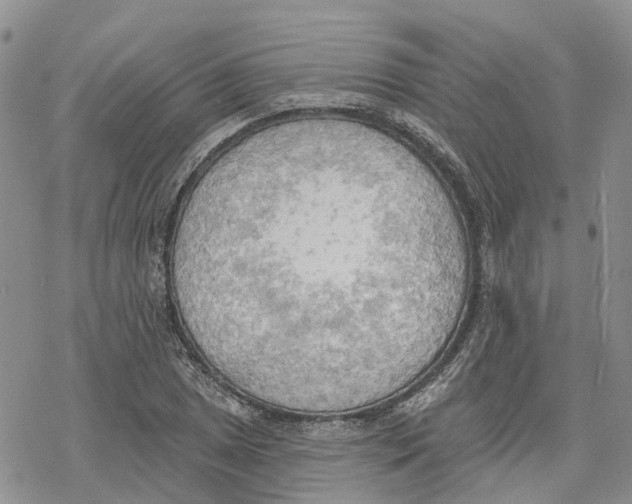 X0000078231025200611251209