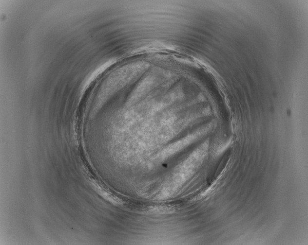 X0000078231026200611251209