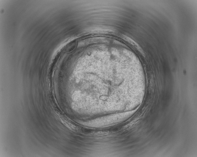 X0000078231027200611251209