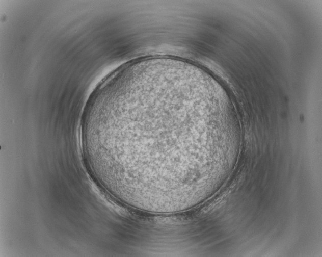 X0000078231032200611251209