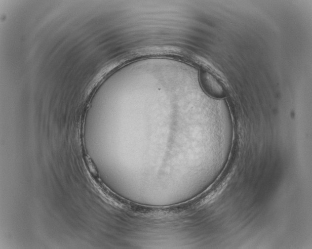 X0000078231033200611251209