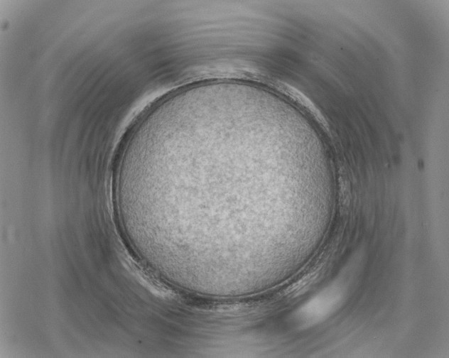 X0000078231035200611251209