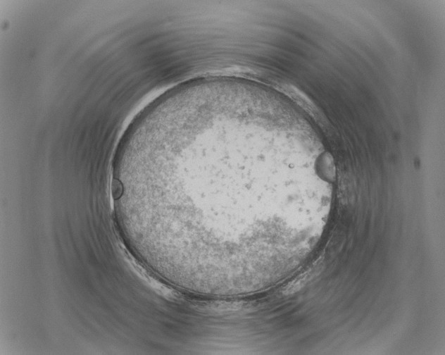 X0000078231036200611251209