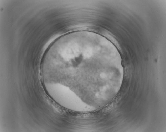 X0000078231051200611251209