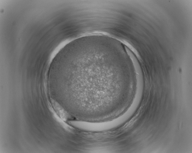 X0000078231054200611251209