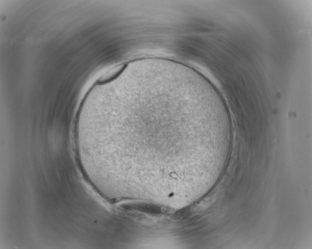 X0000078231056200611251209