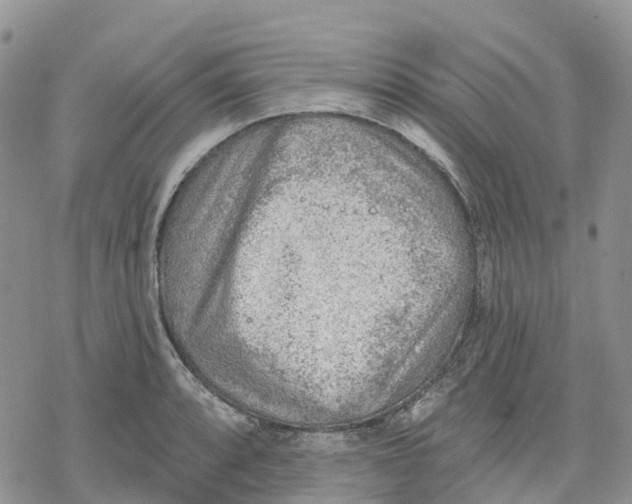 X0000078231088200611251208