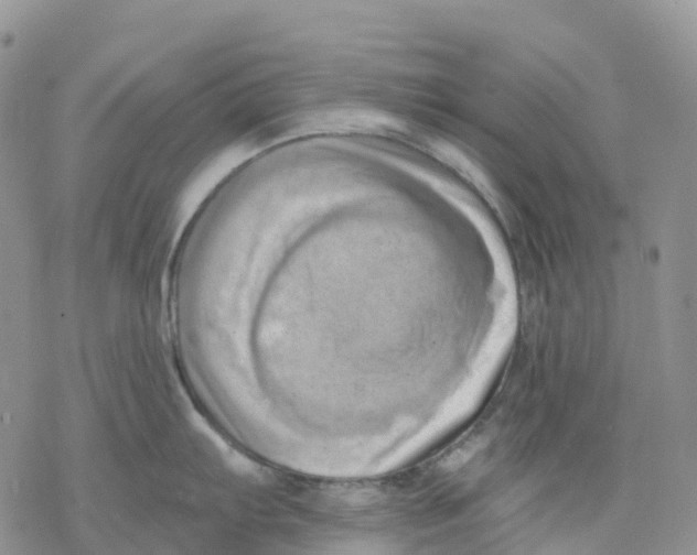 X0000078231103200611251208