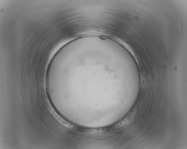 X0000078231195200611251206