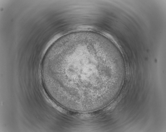 X0000078231235200611251206