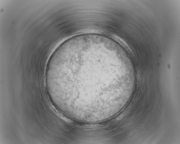 X0000078231236200611251206