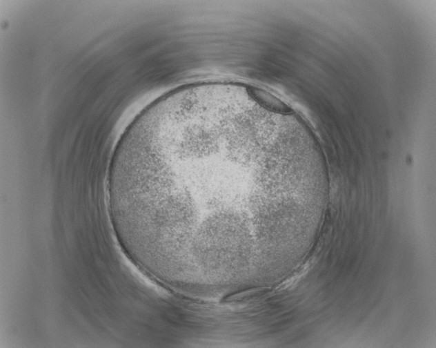 X0000078231239200611251206