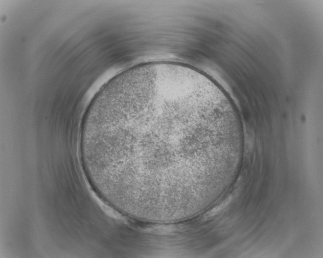 X0000078231245200611251206