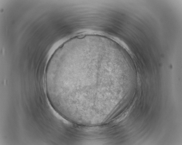 X0000078231247200611251206