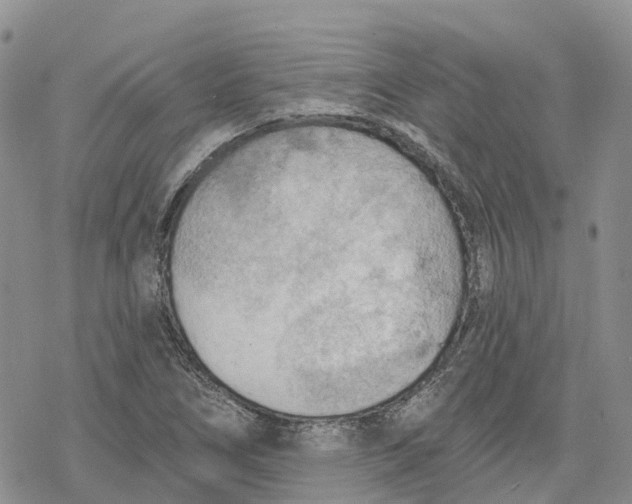 X0000078231266200611251205