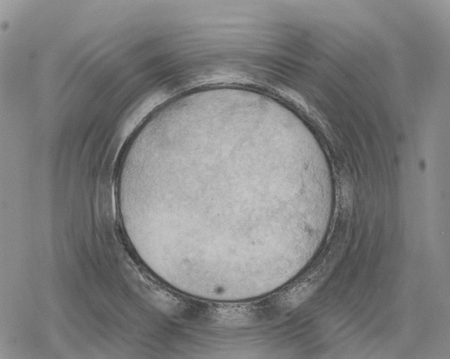 X0000078231274200611251205