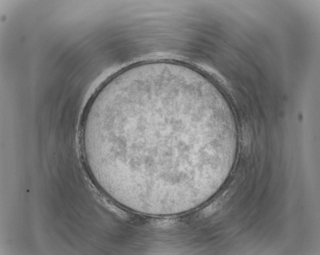 X0000078231278200611251205