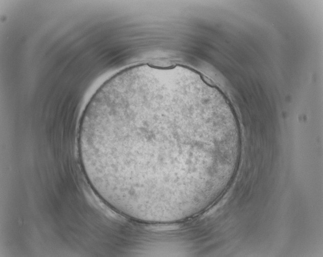 X0000078231296200611251205