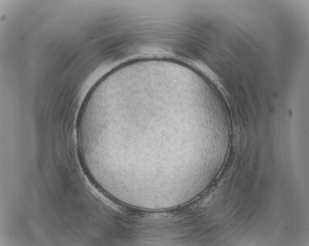 X0000078231335200611251204