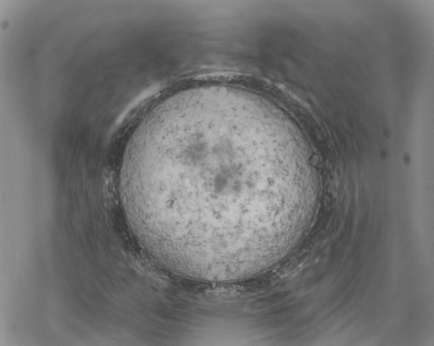 X0000078231351200611251204