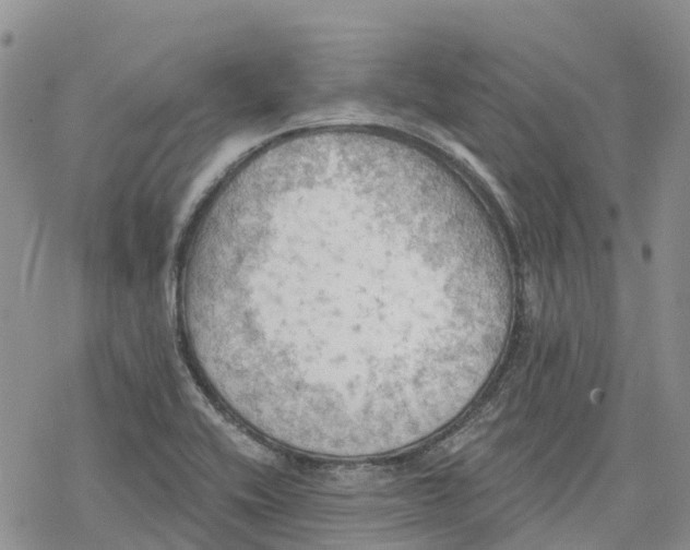 X0000078231416200611251203