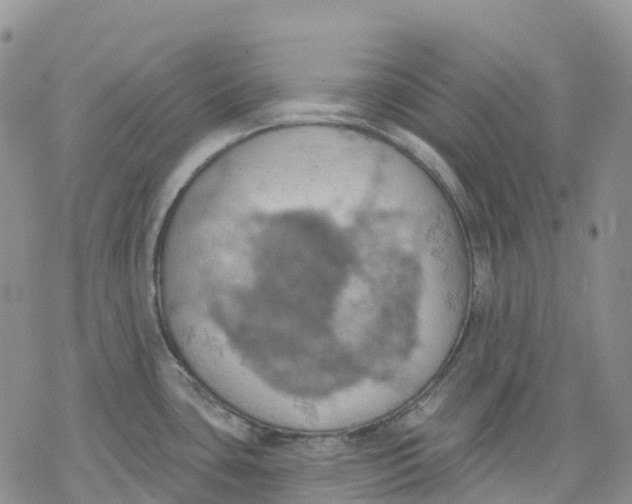 X0000078231435200611251203