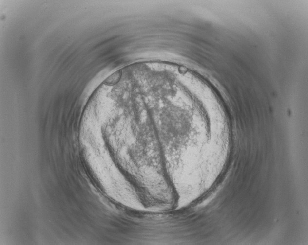 X0000078231529200611251201