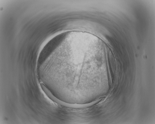 X0000078231536200611251201