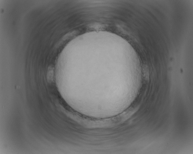 X0000078230036200612011551