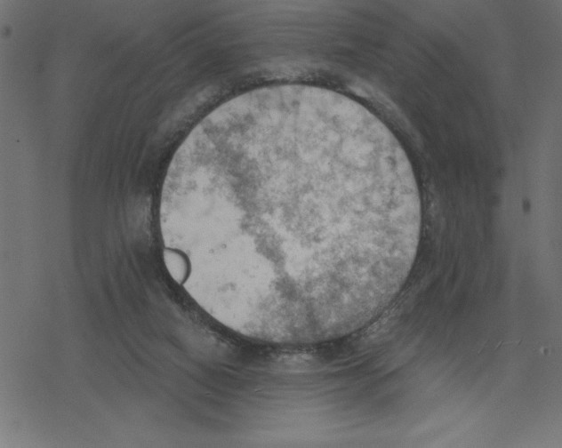 X0000078230066200612011550