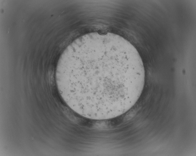 X0000078230177200612011549