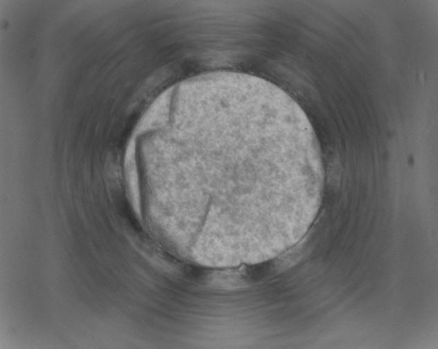 X0000078230179200612011549