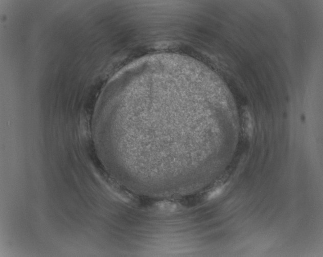 X0000078230272200612011547