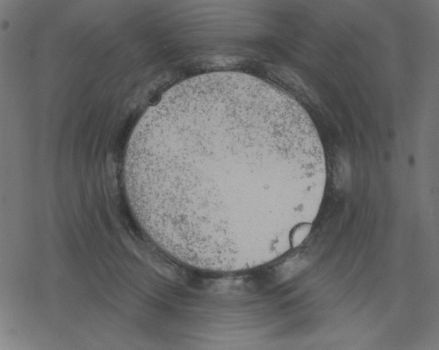 X0000078230366200612011545